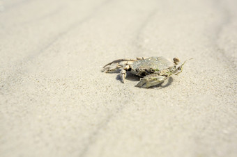 蟹壳牌外骨骼说谎在涟漪白色潮汐沙子热带海滩与复制空间概念上的假期的海边从以上