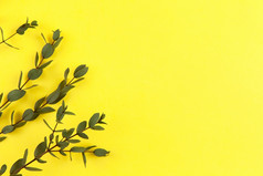 嫩枝小桉树parvifolia明亮的黄色的背景复制空间前视图平躺生态概念装饰植物最小的风格水平为社会媒体