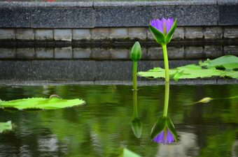 紫罗兰色的莲花水礼来公司池塘