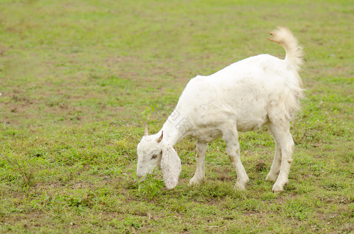 山羊牧场吃草日光山羊牧场图片