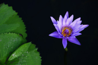 紫罗兰色的莲花水礼来公司池塘