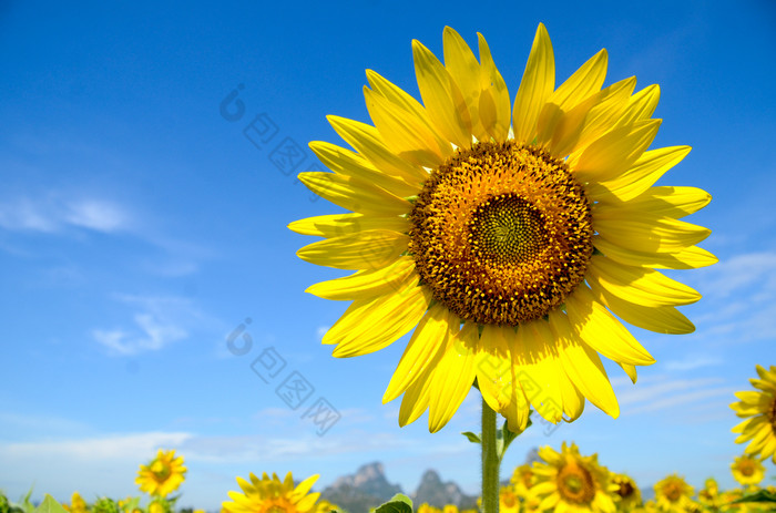 夏天背景明亮的黄色的向日葵在蓝色的天空