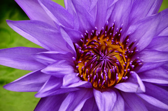 紫罗兰色的莲花水礼来公司池塘