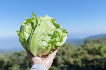 绿色生菜有机健康的花园与蓝色的天空农民手与健康的成分为有机沙拉绿色新鲜的植物手