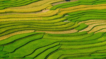 亚洲山与大米场农业绿色景观亚洲农场种植园绿色大米阳台场生态越南绿色黄色的环境生态系统
