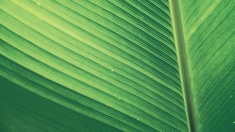 绿色叶背景纹理生态花园热带雨森林丛林香蕉叶子棕榈树绿色植物明亮的自然摘要模式设计元素绿色生态环境系统概念