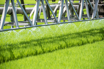 大米场绿色农业生态系统亚洲大米帕迪场越南绿色农场收获农业种植培养金绿色大米梯田有机农场与热带自然日出