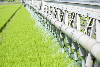 大米场绿色农业生态系统亚洲大米帕迪场越南绿色农场收获农业种植培养金绿色大米梯田有机农场与热带自然日出