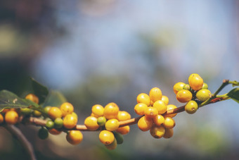 黄色的咖啡<strong>豆浆</strong>果植物新鲜的种子咖啡树增长黄色的波本威士忌生态有机农场关闭黄色的成熟的种子浆果收获Arabica咖啡花园新鲜的咖啡豆绿色叶布什