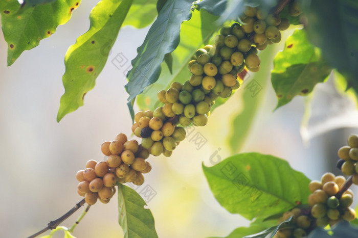 黄色的咖啡豆浆果植物新鲜的种子咖啡树增长黄色的波本威士忌生态有机农场关闭黄色的成熟的种子浆果收获Arabica咖啡花园新鲜的咖啡豆绿色叶布什