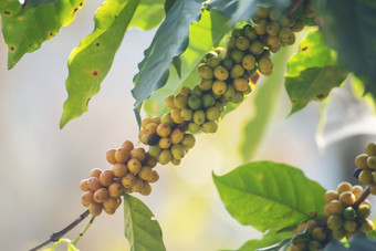 黄色的咖啡豆浆果植物新鲜的种子咖啡树增长黄色的波本威士忌<strong>生态</strong>有机<strong>农场</strong>关闭黄色的成熟的种子浆果收获Arabica咖啡花园新鲜的咖啡豆绿色叶布什