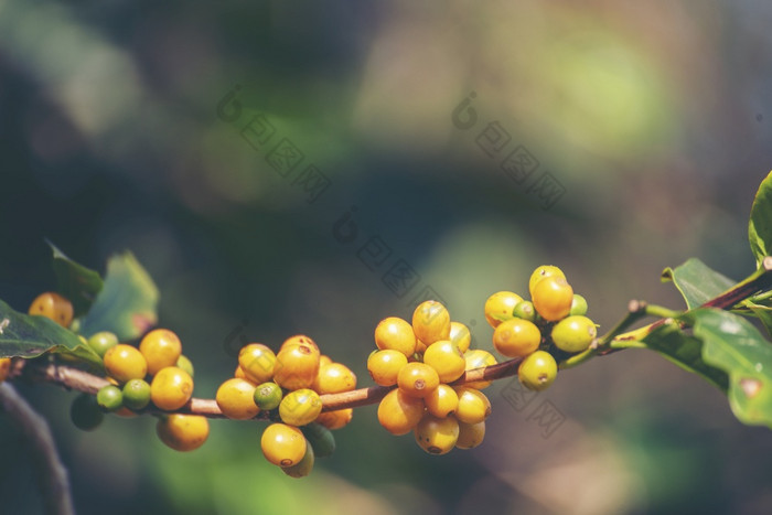 黄色的咖啡豆浆果植物新鲜的种子咖啡树增长黄色的波本威士忌生态有机农场关闭黄色的成熟的种子浆果收获Arabica咖啡花园新鲜的咖啡豆绿色叶布什