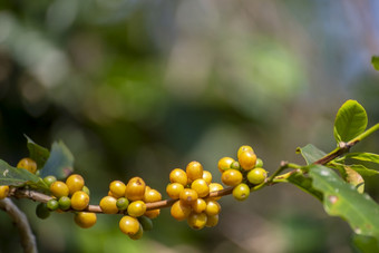 <strong>黄色</strong>的咖啡豆浆果植物新鲜的种子咖啡树增长<strong>黄色</strong>的波本威士忌生态有机农场关闭<strong>黄色</strong>的成熟的种子浆果收获Arabica咖啡花园新鲜的咖啡豆绿色叶布什
