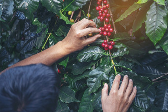 男人。手收获咖啡豆成熟的红色的浆果植物新鲜的种子咖啡树增长绿色生态有机<strong>农场</strong>关闭手收获红色的成熟的咖啡种子罗布<strong>斯塔</strong>Arabica浆果收获咖啡<strong>农场</strong>