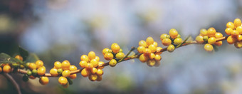 横幅全景黄色的咖啡豆浆果植物新鲜的种子咖啡树增长黄色的波本威士忌生态有机农场全景黄色的成熟的种子浆果收获Arabica咖啡花园与空复制空间