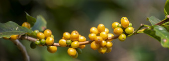 横幅全景<strong>黄色</strong>的咖啡豆浆果植物新鲜的种子咖啡树增长<strong>黄色</strong>的波本威士忌生态有机农场全景<strong>黄色</strong>的成熟的种子浆果收获Arabica咖啡花园与空复制空间