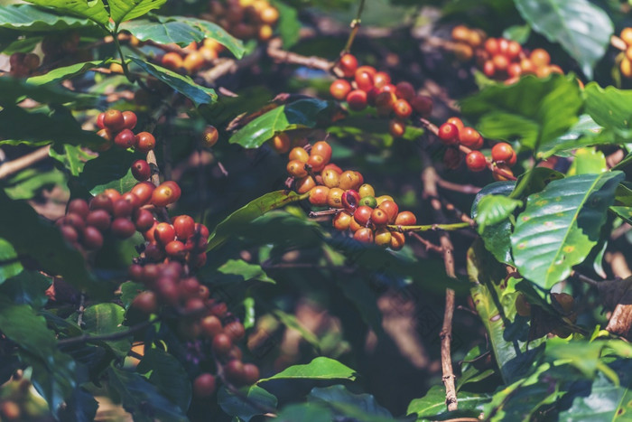 成熟的红色的咖啡豆浆果植物新鲜的种子咖啡树增长绿色生态有机农场关闭红色的成熟的种子罗布斯塔Arabica浆果收获为咖啡花园新鲜的咖啡豆绿色叶布什