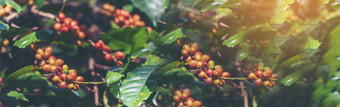 横幅全景成熟的红色的咖啡<strong>豆浆</strong>果植物新鲜的种子咖啡树增长绿色生态有机农场横幅红色的成熟的种子罗布斯塔Arabica浆果收获咖啡花园咖啡豆树复制空间