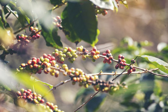 成熟的红色的咖啡<strong>豆浆</strong>果植物新鲜的种子咖啡树增长绿色生态有机农场关闭红色的成熟的种子罗布斯塔Arabica浆果收获为咖啡花园新鲜的咖啡豆绿色叶布什