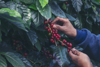 男人。手收获咖啡豆成熟的红色的浆果植物新鲜的种子咖啡树增长绿色<strong>生态</strong>有机<strong>农场</strong>关闭手收获红色的成熟的咖啡种子罗布斯塔Arabica浆果收获咖啡<strong>农场</strong>