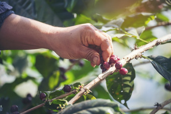 男人。手收获咖啡豆成熟的红色的浆果植物新鲜的种子咖啡树增长绿色生态有机农场关闭手收获红色的成熟的咖啡种子罗布斯塔Arabica浆果收获咖啡农场