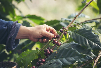男人。手<strong>收获</strong>咖啡豆成熟的红色的浆果植物新鲜的种子咖啡树增长绿色生态有机农场关闭手<strong>收获</strong>红色的成熟的咖啡种子罗布斯塔Arabica浆果<strong>收获</strong>咖啡农场