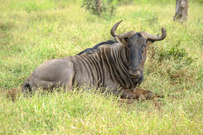 非洲羚羊的一种铺设的草