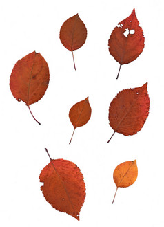 集秋天叶子孤立的白色背景一个类型植物集秋天叶子孤立的白色背景