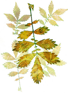 集秋天叶子孤立的白色背景一个类型植物摘要模式集秋天叶子孤立的白色背景