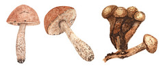 集水彩蘑菇棕色（的）帽牛肝菌属蜂蜜真菌蜜环菌集水彩蘑菇