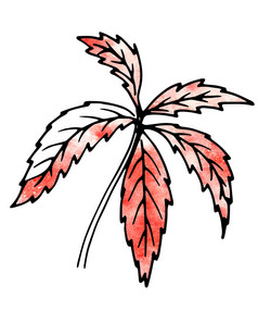红色的植物叶子手画和电脑处理为设计的自然的风景药用植物花园景观设计红色的植物叶子手画和电脑处理