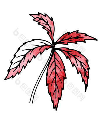 红色的植物叶子手画和电脑处理为设计的自然的风景药用植物花园景观设计红色的植物叶子手画和电脑处理