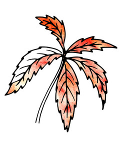 米色植物叶子手画和电脑处理为设计的自然的风景药用植物花园景观设计米色植物叶子手画和电脑处理
