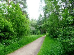 路的森林的公园的植物园夏天一天从左正确的路的森林的公园的植物园