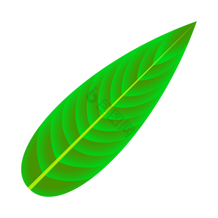 叶热带植物孤立的项目叶热带植物孤立的项目图片