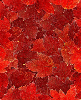 秋天红色的叶子背景无缝的模式干扫描树叶子秋天红色的叶子背景无缝的模式干树叶子