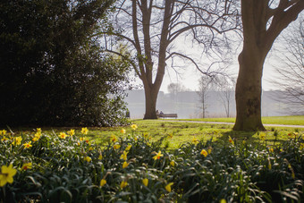 春天公园黄色的花前景两个人休息的板凳上公园色彩斑斓的景观美春天公园黄色的花前景两个人休息的板凳上公园色彩斑斓的景观