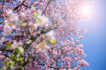 盛开的樱桃树与粉红色的盛开的日语樱桃蓝色的天空背景特写镜头盛开的樱桃树与粉红色的盛开的日语樱桃蓝色的天空背景