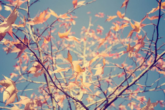 色彩斑斓的叶子树与多云的蓝色的天空背景秋天季节背景纹理与阳光色彩斑斓的叶子树与多云的蓝色的天空背景秋天季节背景纹理