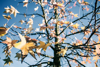 色彩斑斓的叶子树与多云的蓝色的天空背景秋天<strong>季节</strong>背景纹理与阳光色彩斑斓的叶子树与多云的蓝色的天空背景秋天<strong>季节</strong>背景纹理