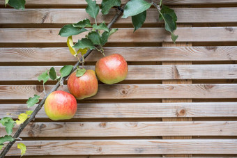 关闭苹果树分支与红色的美味的苹果栅栏背景纹理健康的水果关闭苹果树分支与红色的美味的苹果栅栏背景纹理
