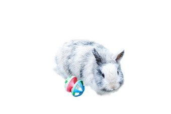 白色灰色兔子兔子肖像看正面查看器白色背景与玩具孤立的动物白色灰色兔子兔子肖像看正面查看器白色背景与玩具孤立的