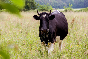 牛放牧场绿色草地的夏天自然牛放牧场绿色草地的夏天