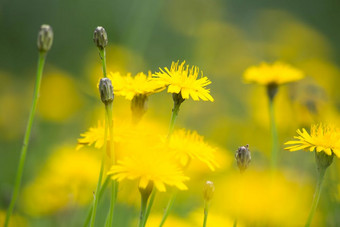 蒲公英黄色的忠诚的<strong>夏天</strong>特写镜头<strong>美丽</strong>的自然背景蒲公英黄色的忠诚的<strong>夏天</strong>特写镜头<strong>美丽</strong>的自然