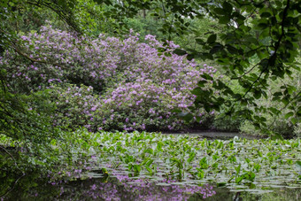 <strong>绿色</strong>森林的湖反射的水美<strong>自然</strong>和紫色的花美<strong>绿色</strong>森林的湖反射的水美<strong>自然</strong>和紫色的花