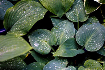 美丽的滴透明的雨水绿色叶宏许多滴露水的早....美丽的叶纹理自然自然背景<strong>特写</strong>镜头美丽的滴透明的雨水绿色叶宏许多滴露水的早....美丽的叶纹理自然自然背景