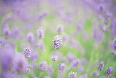 薰衣草场的夏天特写镜头紫罗兰色的颜色背景概念美自然薰衣草场的夏天特写镜头紫罗兰色的颜色背景概念