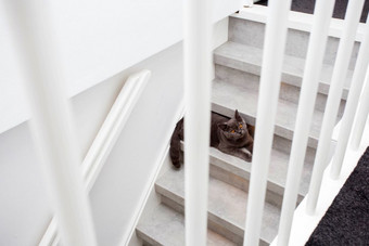 灰色的纯种英国猫坐着的楼梯现代首页特写镜头灰色的纯种英国猫坐着的楼梯现代首页