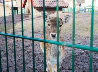 鹿迷你动物园动物公园鹿锁着的笼子里可爱的鹿迷你动物园动物公园鹿锁着的笼子里