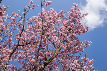 盛开的樱桃树与粉红色的盛开的日语樱桃蓝色的天空背景特写镜头盛开的樱桃树与粉红色的盛开的日语樱桃蓝色的天空背景
